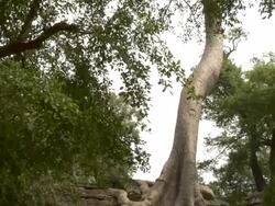 TD Tree growing over structure at Ta Prohm Temple / Cambodia Stock Footage