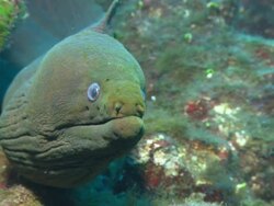 Green Moray Eel looks at camera, Mexico  Stock Footage