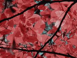 HD: Beautiful Red Fall Foliage Stock Footage