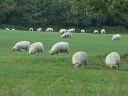 Pull Back Lamb Scotland UK Stock Footage