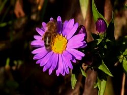 Bee on Flower NTSC Stock Footage
