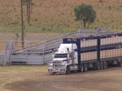 MS Shot of Truck unloading cows / Roma, Queensland, Australia Stock Footage