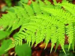 Fern in forest Stock Footage