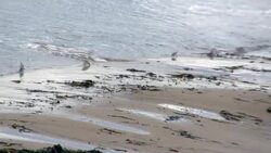 View of the beach while piping plover chicks run back and forth Stock Footage