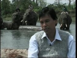 Hundreds of elephants are jobless because of Indian timber ban News Clip