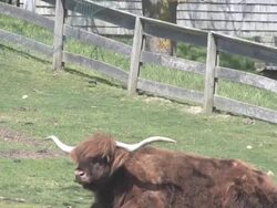 Phlegmatic bull Stock Footage