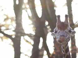 Giraffe enjoying fresh taste Stock Footage