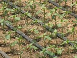 Snapdragons (Antirrhinum Majus) Stock Footage