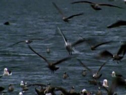 Sea Birds NTSC Stock Footage