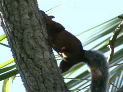 Medium hand-held - A variegated squirrel climbs a tree trunk / Curu, Costa Rica Stock Footage