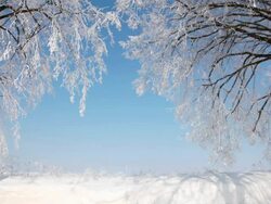Winter Trees Stock Footage