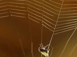 MS Crablike spiny orb-weaver (Gasteracantha Cancriformis) in rainforest / Selva Verde, Costa Rica Stock Footage