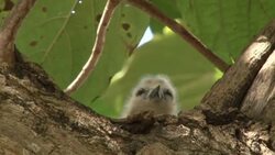 SIMPLE TECHNIQUE HELPS TROPICISLAND BIRDS SURVIVE News Clip