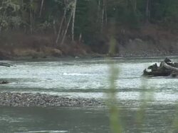 Washington mudslide aftermath operation News Clip