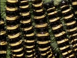 BCU Stripy bodies of Lacewing Butterfly (Cethosia) Caterpillars, zoom out to many feeding on leaf, Australia Stock Footage