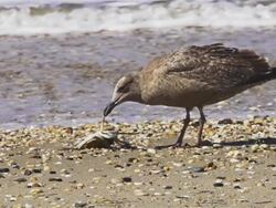 Bird picking at/eating crab in slow motion Stock Footage