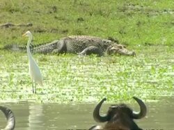 MS Crocodile entering water, Water buffalo in foreground Stock Footage