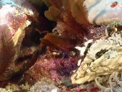 MS Shot of Single starry moray eel juvenile hiding and resting behind reef covered with feather starts and anemones / Sodwana Bay, KwaZulu Natal, South Africa Stock Footage