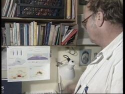 MURUROA: ENVIRONMENTALISTS PROTEST AGAINST FURTHER NUCLEAR TESTS News Clip