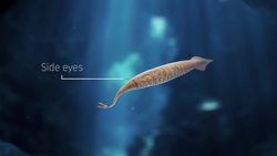 The Tully Monster & Other Problematic Creatures Instructional Video