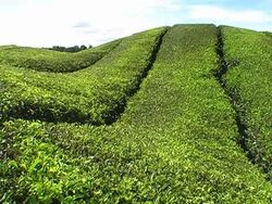 Green tea fields Stock Footage