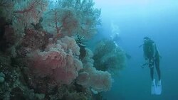 Coral reef of Raja Ampat, Indonesia Stock Footage