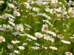 MS Shot of flowery meadow with marguerite, Chrysanthemum / Losheim, Saarland, Germany Stock Footage