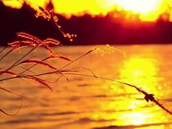 grass close-up with Reflect sunset background Stock Footage