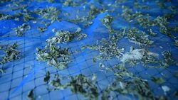 Silk culture Stock Footage