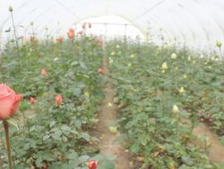 Greenhouse Stock Footage