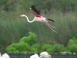 WS TS SLO MO View of Greater Flamingo, phoenicopterus ruber roseus, Adult in Flight, Landing in Swamp at Camargue in South East / Saintes Maries de la Mer, Camargue, France Stock Footage
