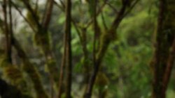 VOICED: A paradise for bird-lovers News Clip