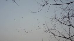 Group of Birds Flying Over Trees Stock Footage
