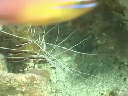 CU POV Cleaner shrimps hiding under rock ledge covered with sponges and coral / Matola, Maputo, Mozambique Stock Footage