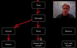 Genotype Expression Instructional Video