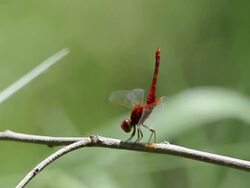 red  dragonfly take off fly Stock Footage