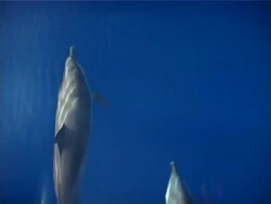 Topside Spinner Dolphins bowriding, Close up, CU, Sipadan, Malaysia Stock Footage