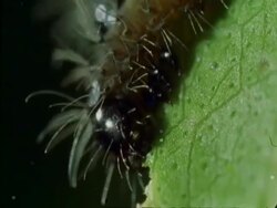 CU Caterpillar eating leaf, Botswana, Africa Stock Footage