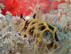 MS Shot of Single nudibranch crawling and foraging on reef covered with various algae and sponge / Sodwana Bay, KwaZulu Natal, South Africa Stock Footage