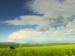 Farmer Inpects Canola/Rape Seed Field Stock Footage
