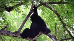 Gibbons on Tree Stock Footage