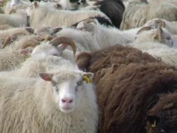 CU Herd of sheep stand on snow covered ground before rettir / Skagafjorour, Nordhurland Vestra, Iceland  Stock Footage