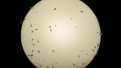 insects in the light of the night lantern Stock Footage
