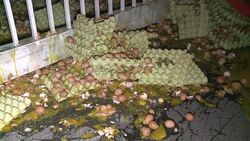 VOICED : 140.000 huevos a la calle News Clip