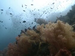 Huge shoal of fish, coral in foreground, Southern Visayas, Philippines Stock Footage