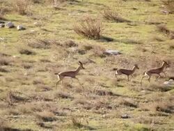 WS HA PAN View of Mountain Gazelles male chasing females / Jerusalem, Judea, Israel Stock Footage