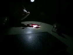 CSI checking blood Stock Footage