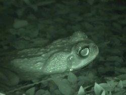 Cane toad at night Stock Footage