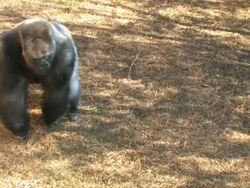 Gorilla's excersize Stock Footage