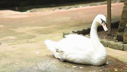 White swan munch was sitting down. Stock Footage